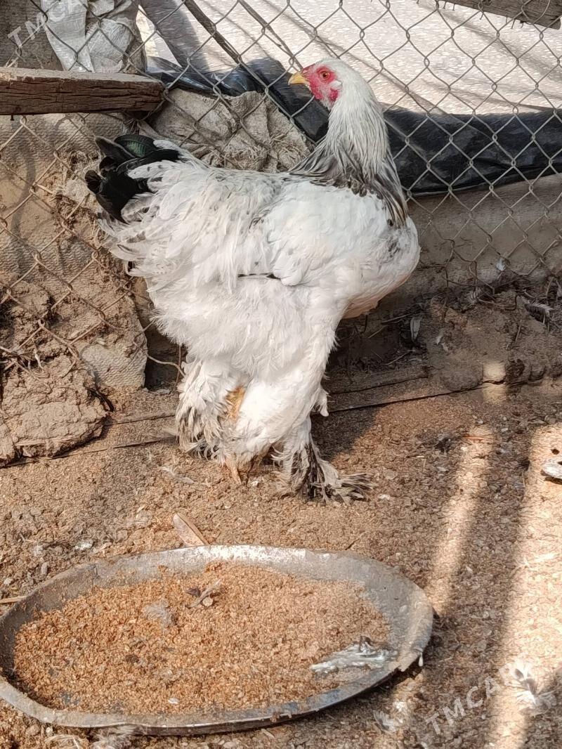 Brama horaz - Гёкдепе - img 2