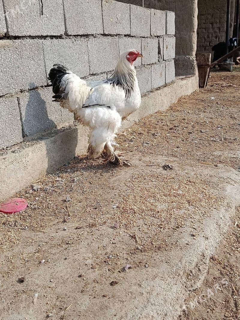 Brama horaz - Гёкдепе - img 7