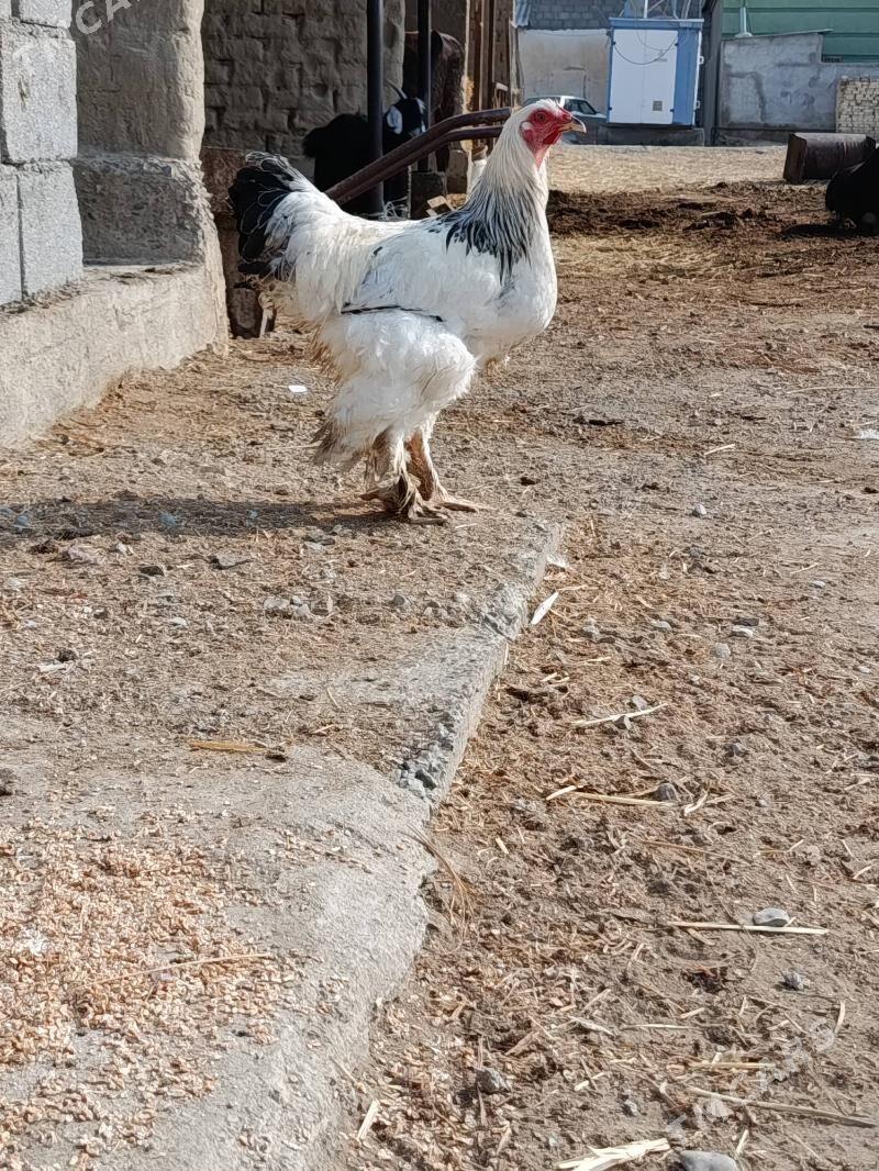 Brama horaz - Гёкдепе - img 4