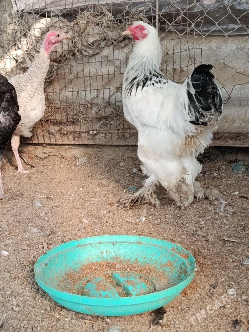 Brama horaz - Гёкдепе - img 3