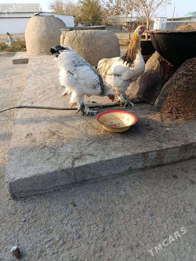 Brama horaz - Гёкдепе - img 6