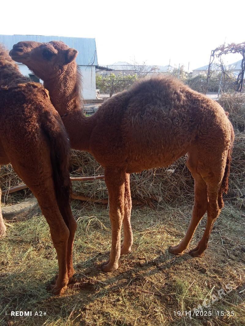 Duyeler - Wekilbazar - img 4