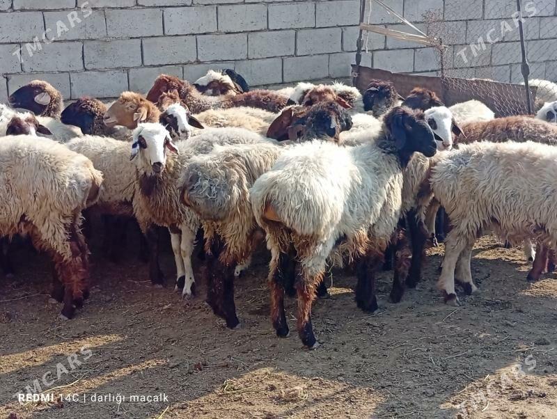 tokly - Этрек - img 1