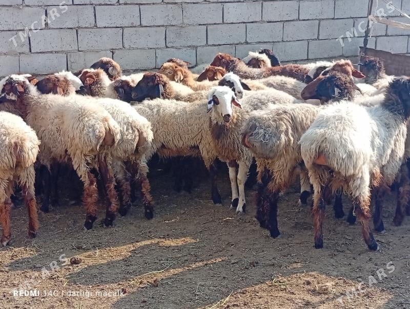 tokly - Этрек - img 2