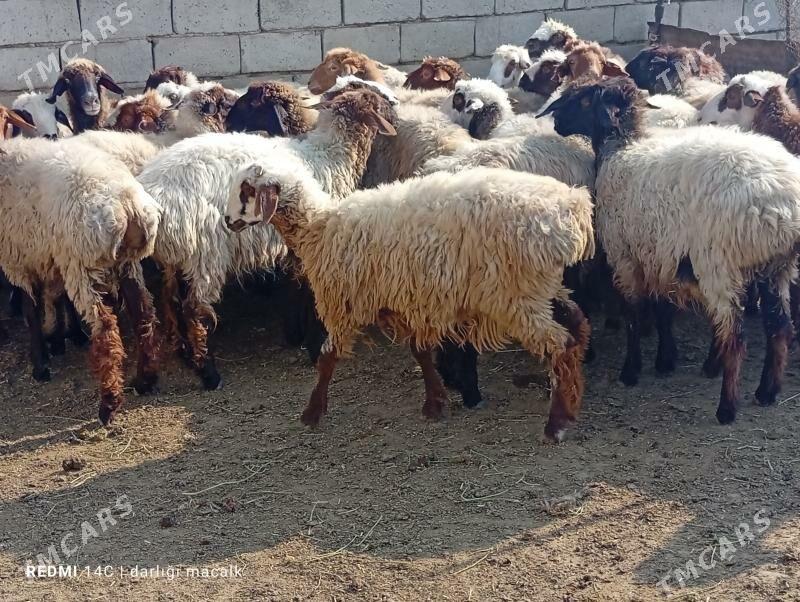 tokly - Этрек - img 3