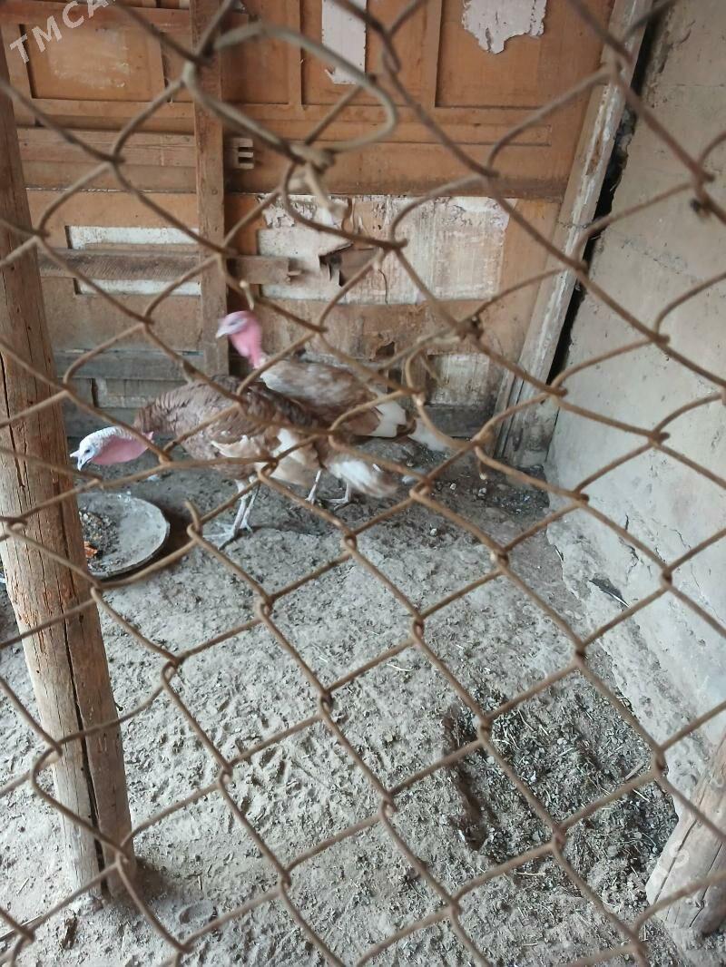 induk - Багир - img 3