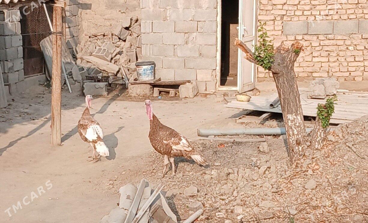 induk - Багир - img 1