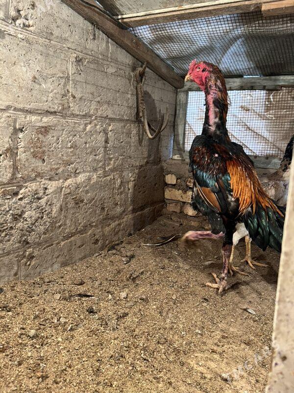 Horaz bayes - Türkmenabat - img 2