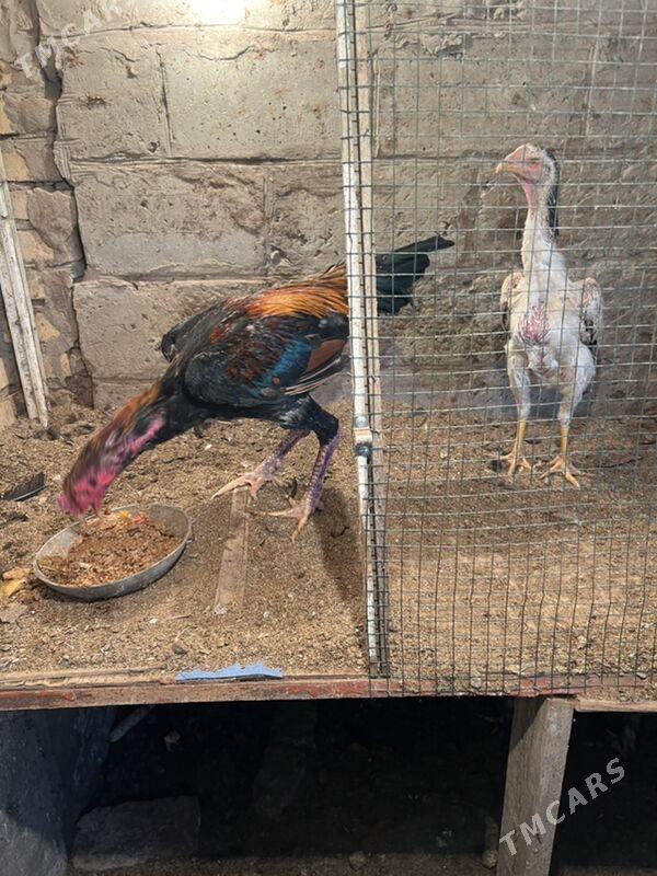 Horaz bayes - Türkmenabat - img 4