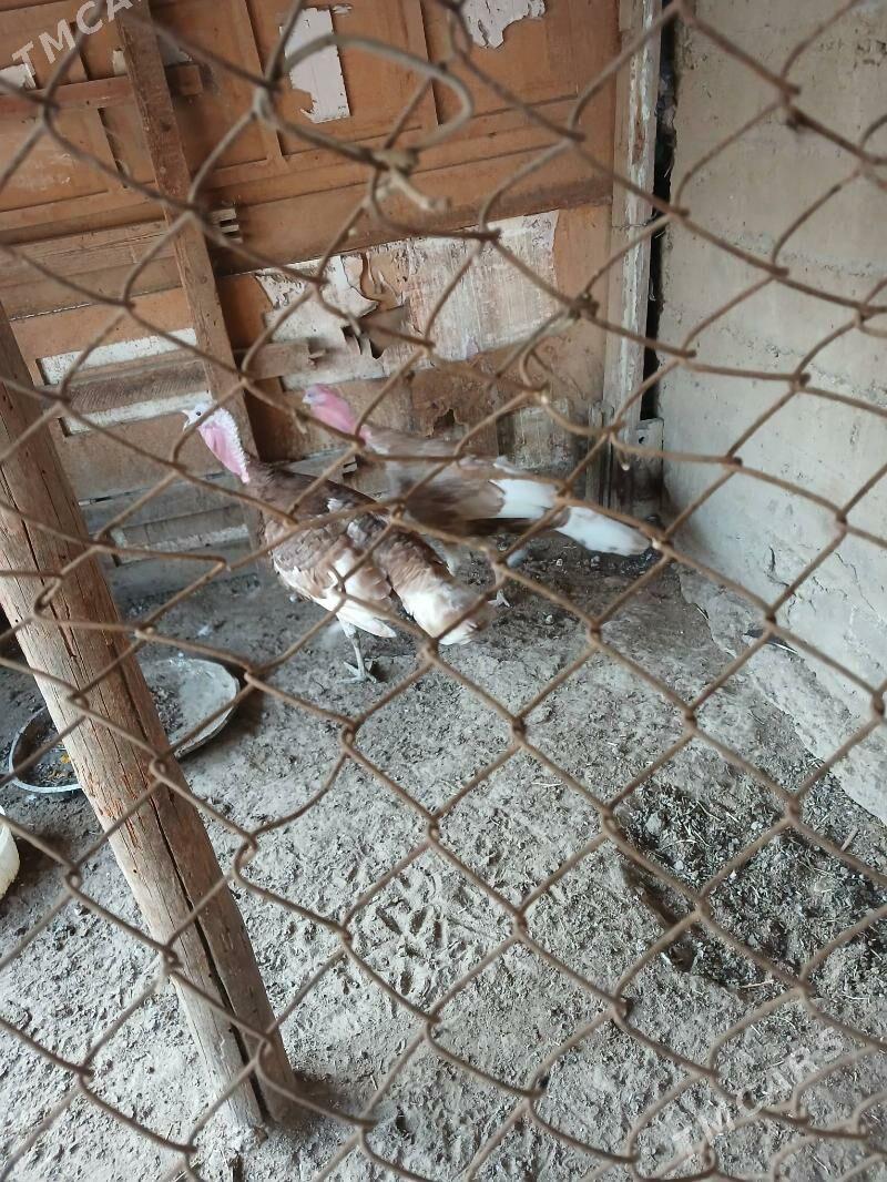 induk - Багир - img 2