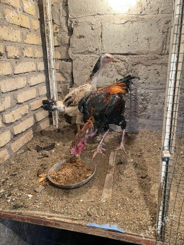 Horaz bayes - Türkmenabat - img 5