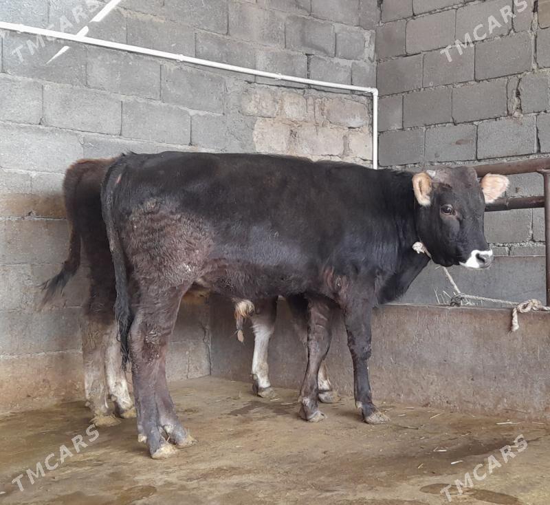 öküz - Бузмеин - img 7