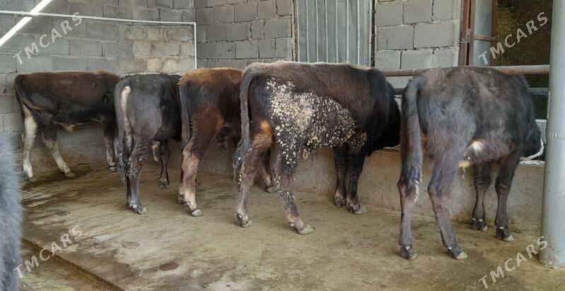 öküz - Бузмеин - img 4