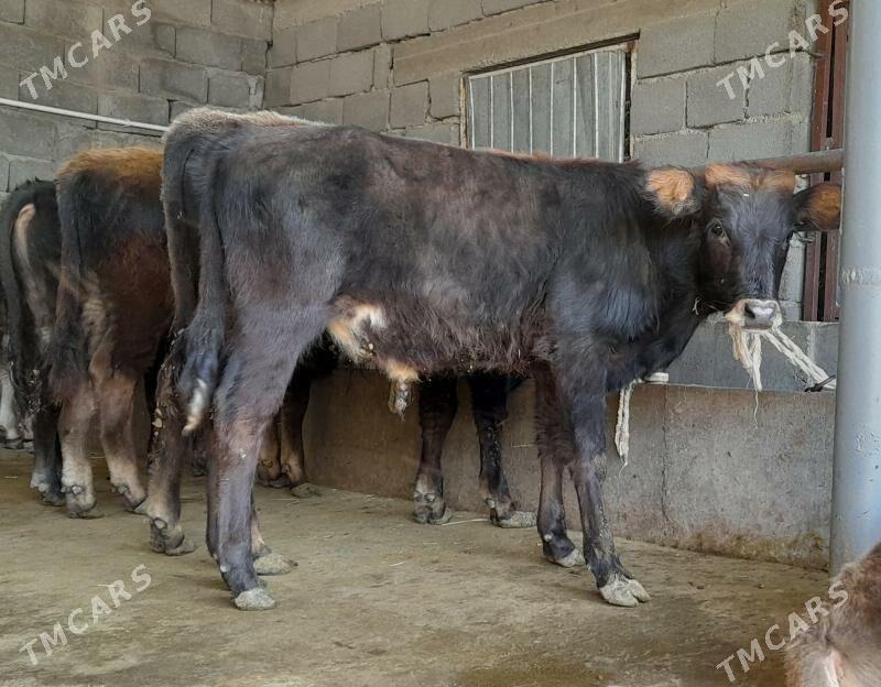 öküz - Бузмеин - img 3