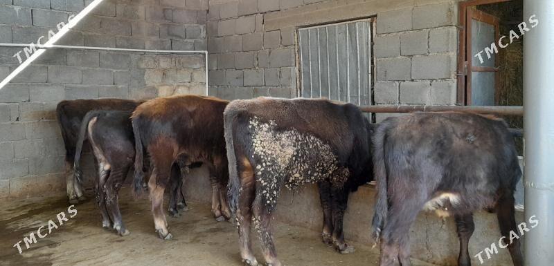 öküz - Бузмеин - img 10