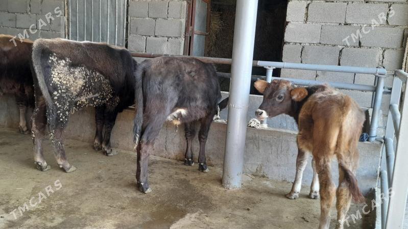 öküz - Бузмеин - img 8