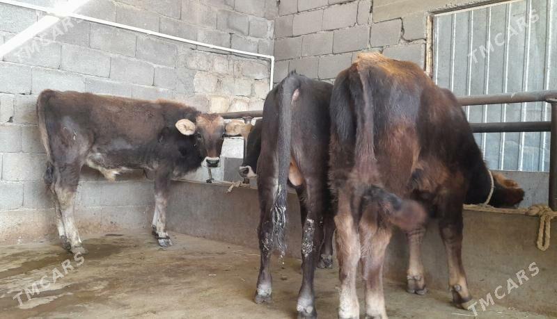 öküz - Бузмеин - img 5