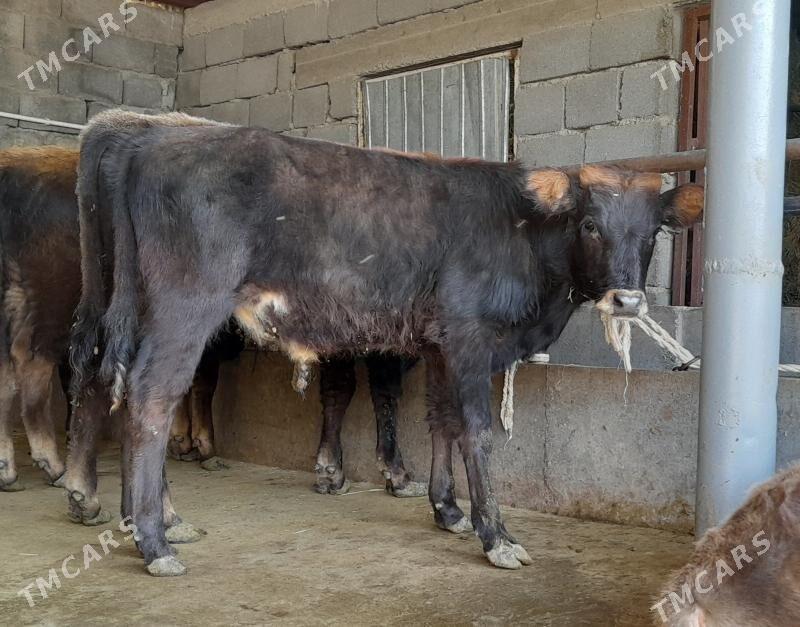 öküz - Бузмеин - img 2