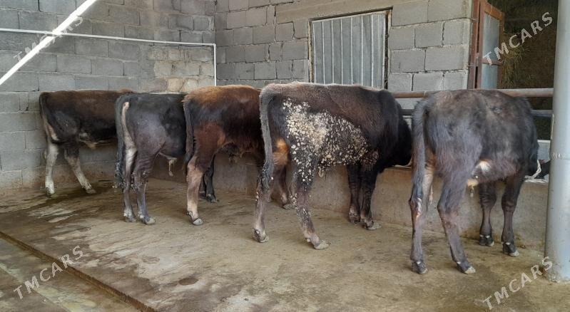 öküz - Бузмеин - img 9