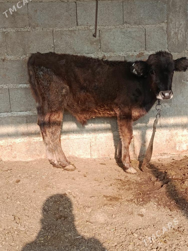 öküzçe - Бахарден - img 2