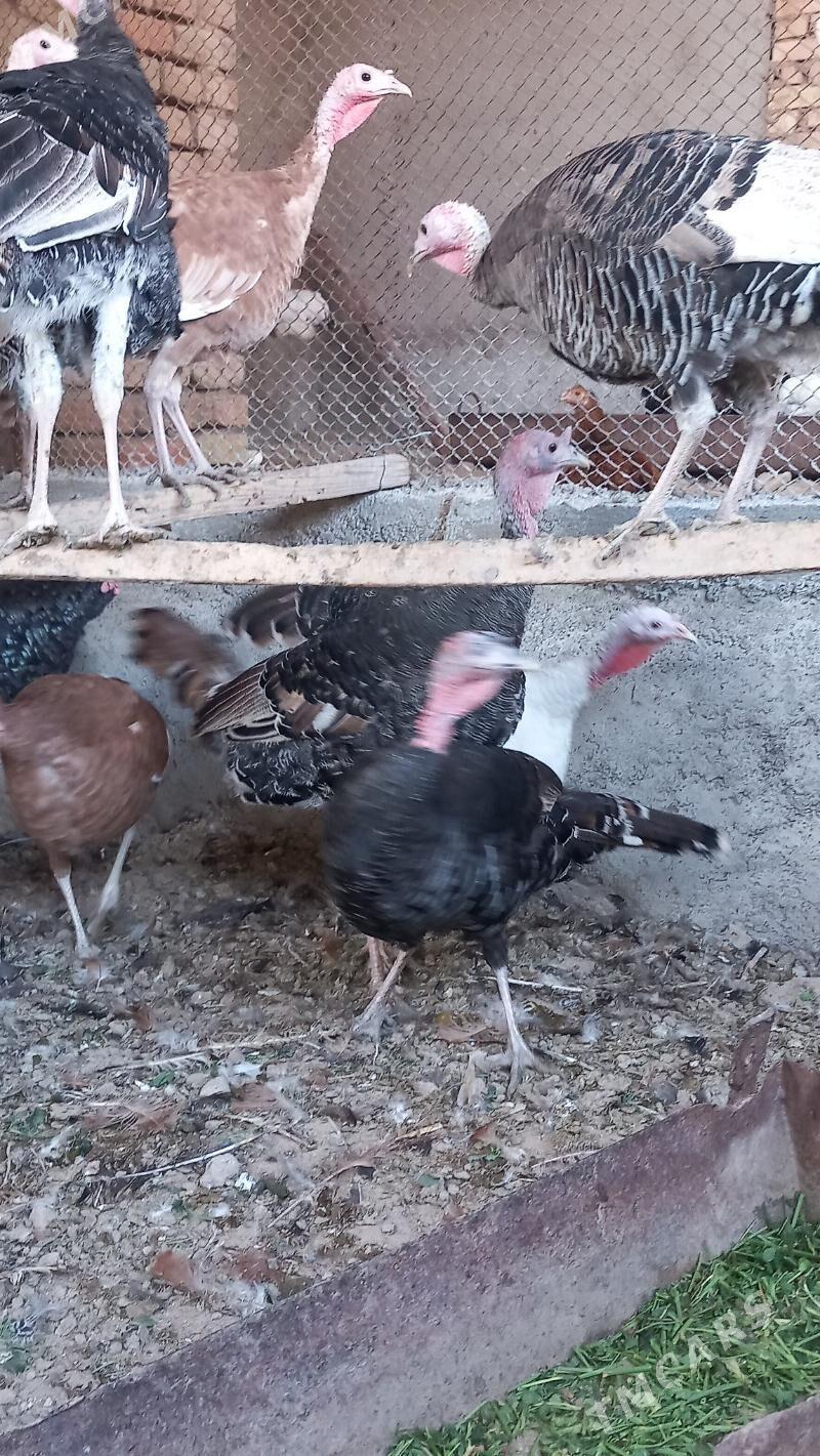 Induk - Kaka - img 3