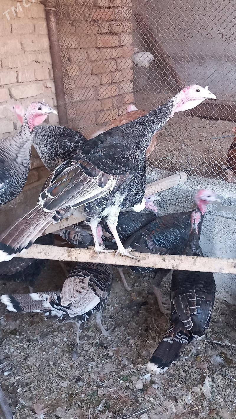 Induk - Kaka - img 1