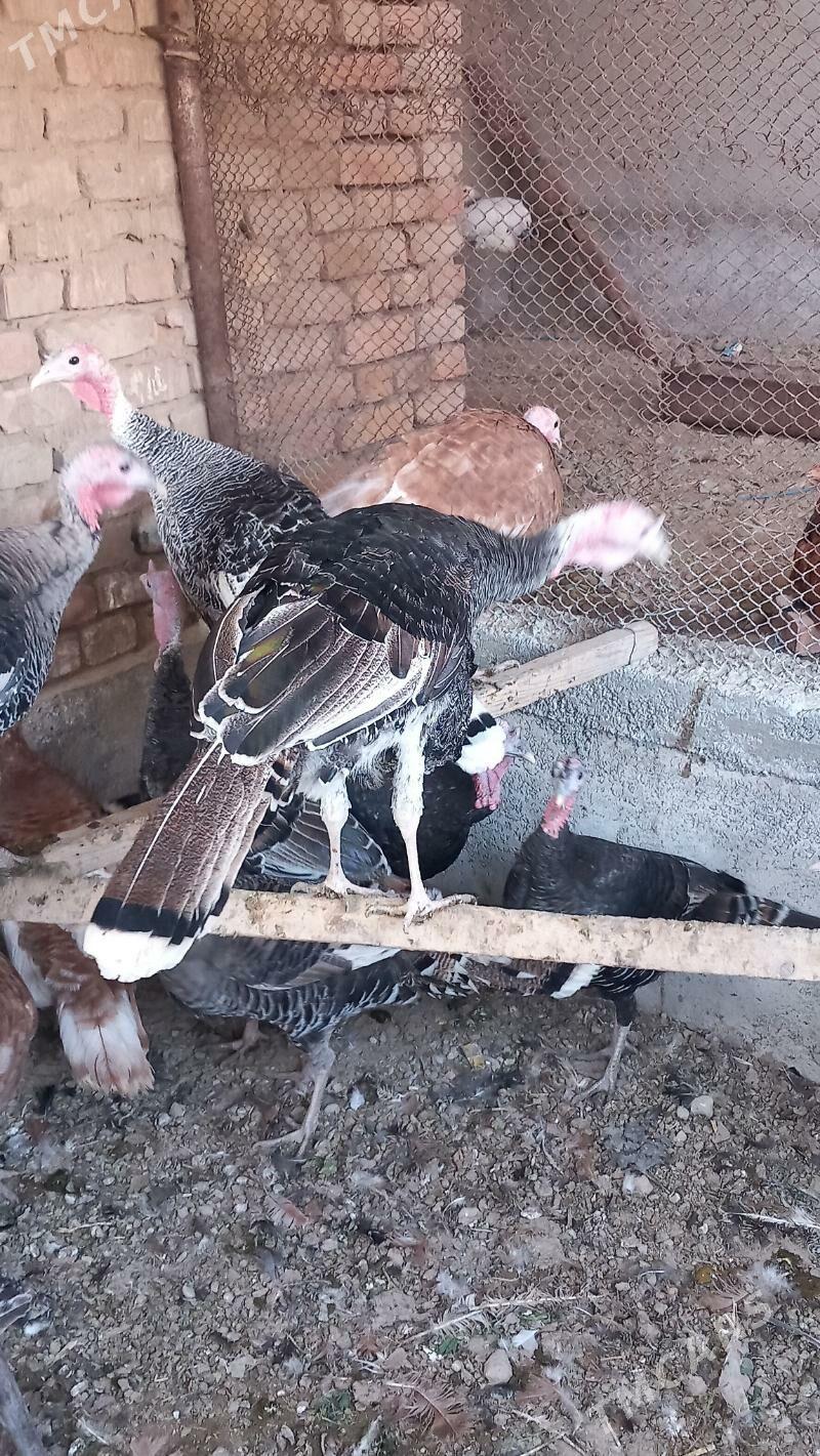 Induk - Kaka - img 4