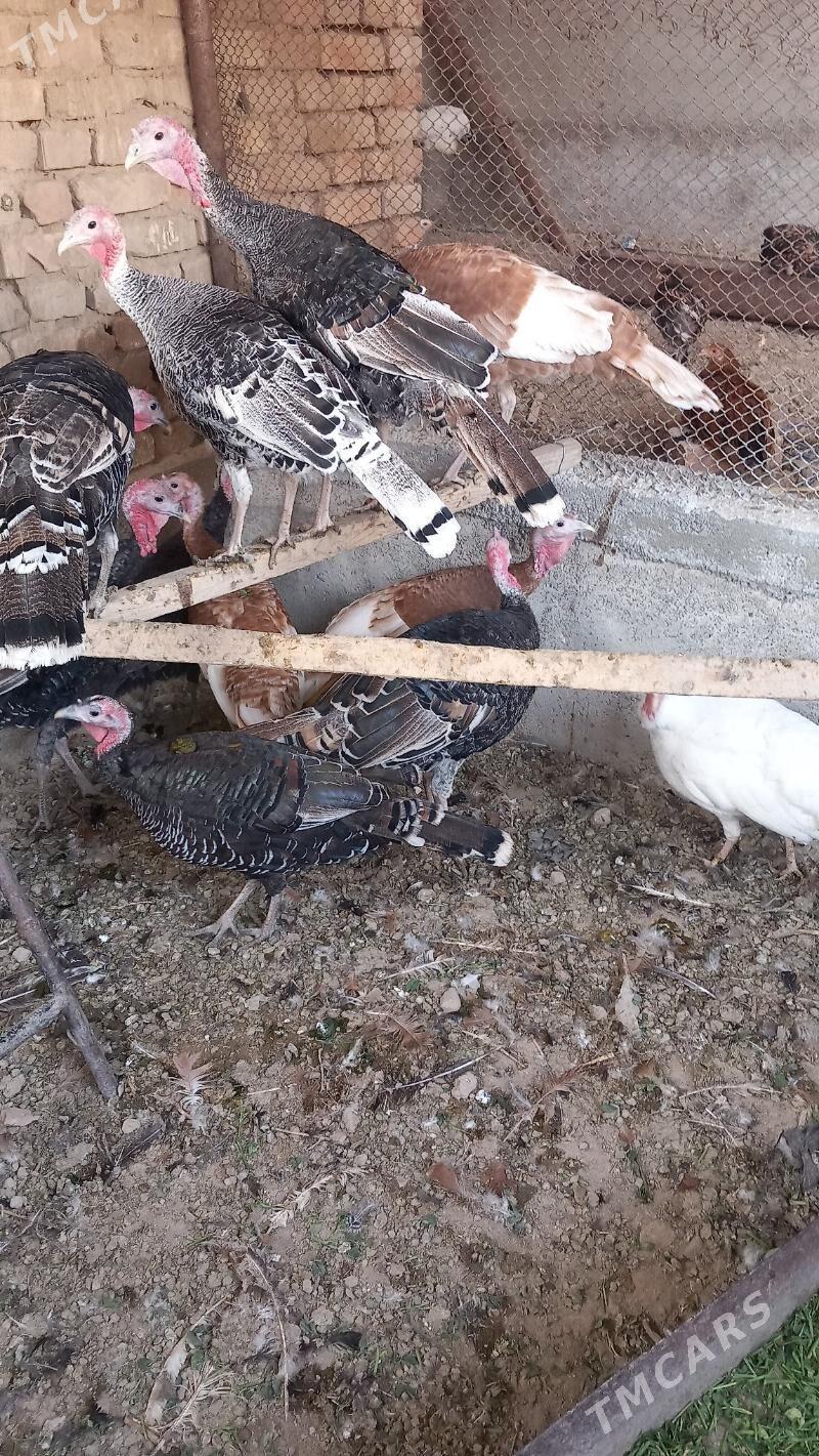 Induk - Kaka - img 2