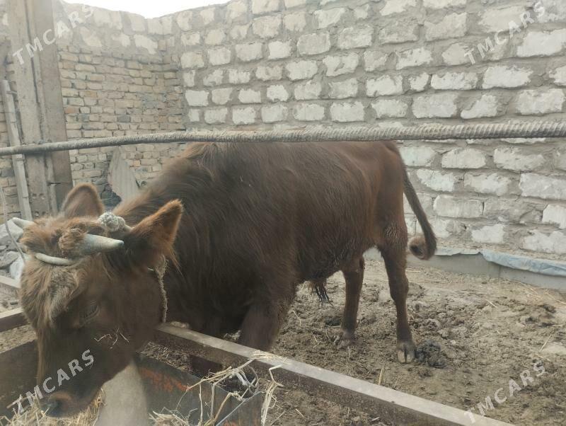 Okuz - Туркменабат - img 2