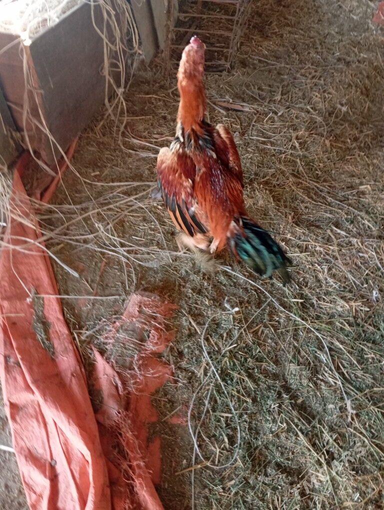 байцов хоразлар ата огул - Туркменабат - img 4