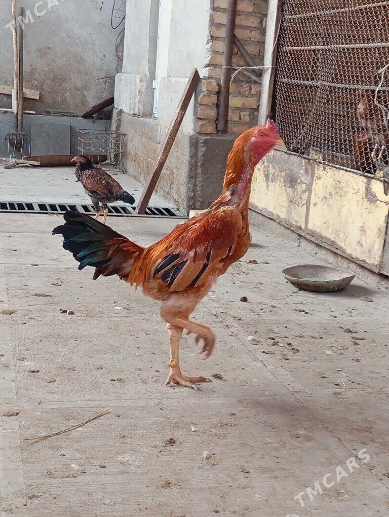 байцов хоразлар ата огул - Туркменабат - img 2