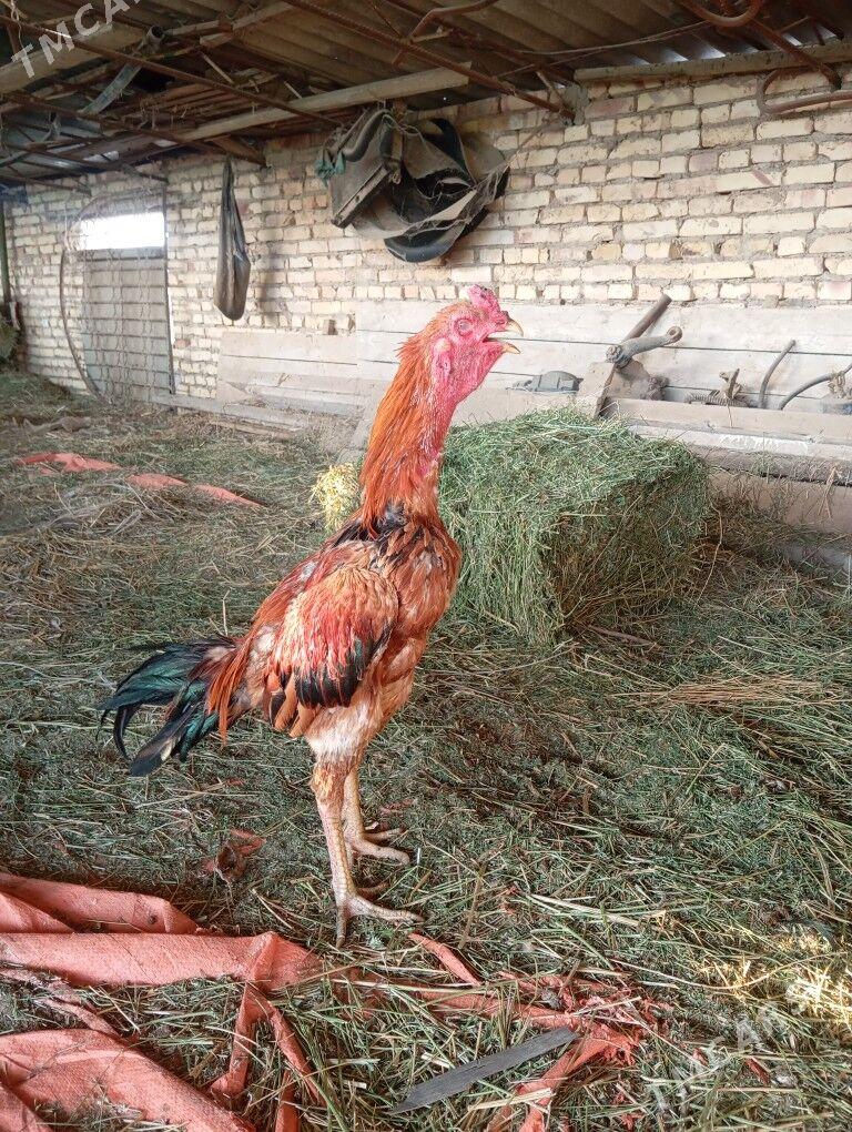 байцов хоразлар ата огул - Туркменабат - img 6