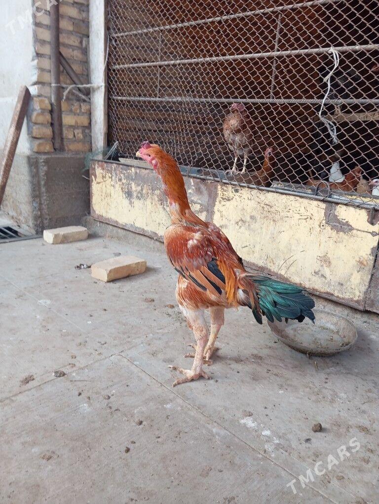 байцов хоразлар ата огул - Туркменабат - img 1