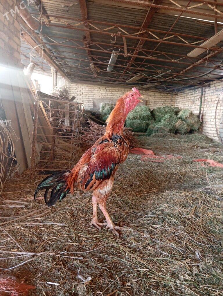 байцов хоразлар ата огул - Туркменабат - img 8