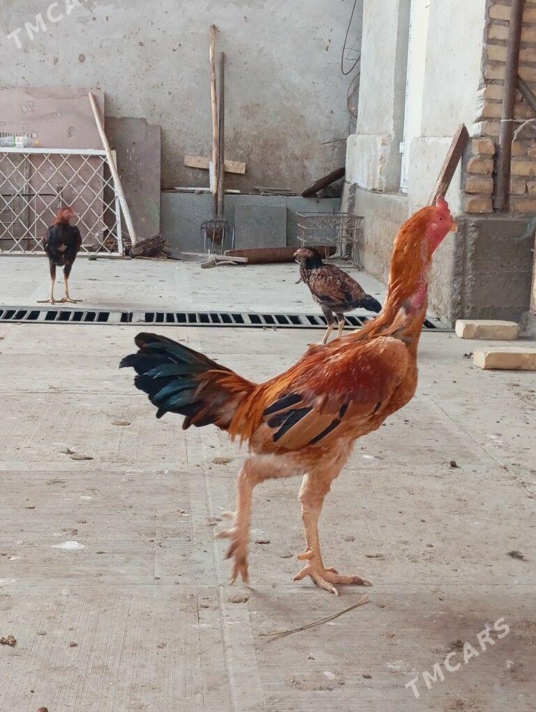 байцов хоразлар ата огул - Туркменабат - img 3