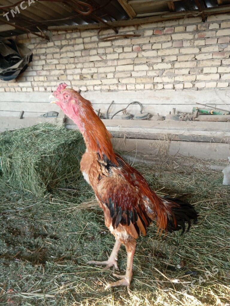 байцов хоразлар ата огул - Туркменабат - img 10