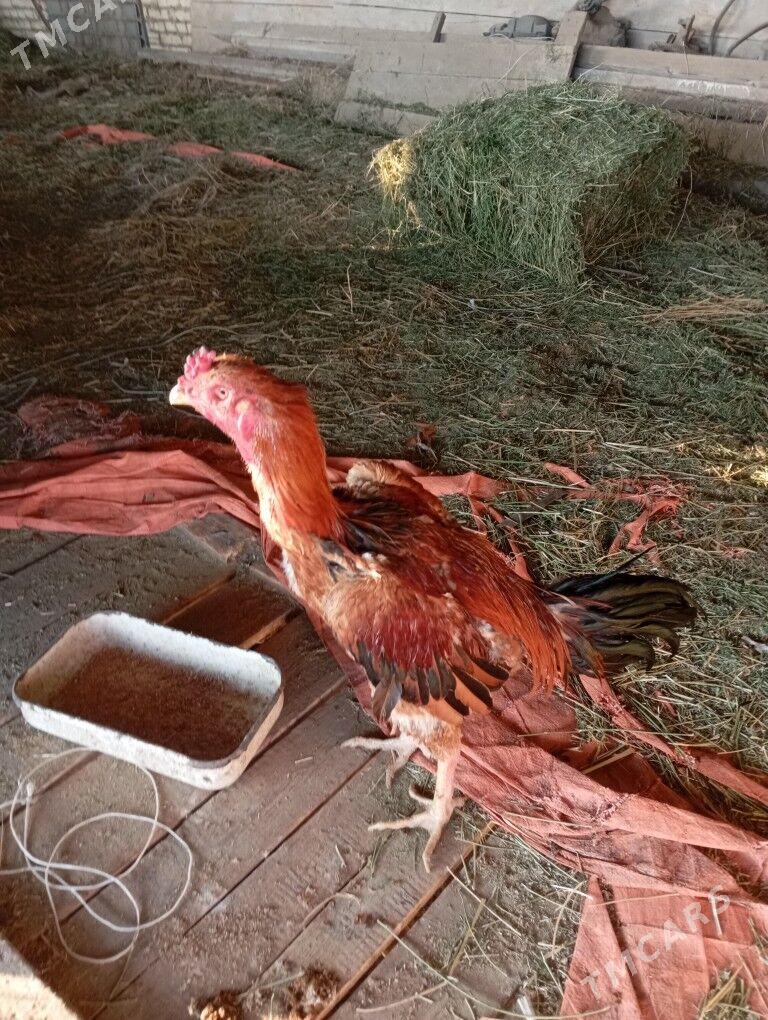 байцов хоразлар ата огул - Туркменабат - img 5