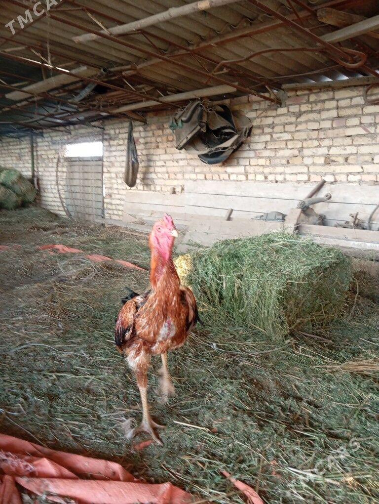 байцов хоразлар ата огул - Туркменабат - img 7