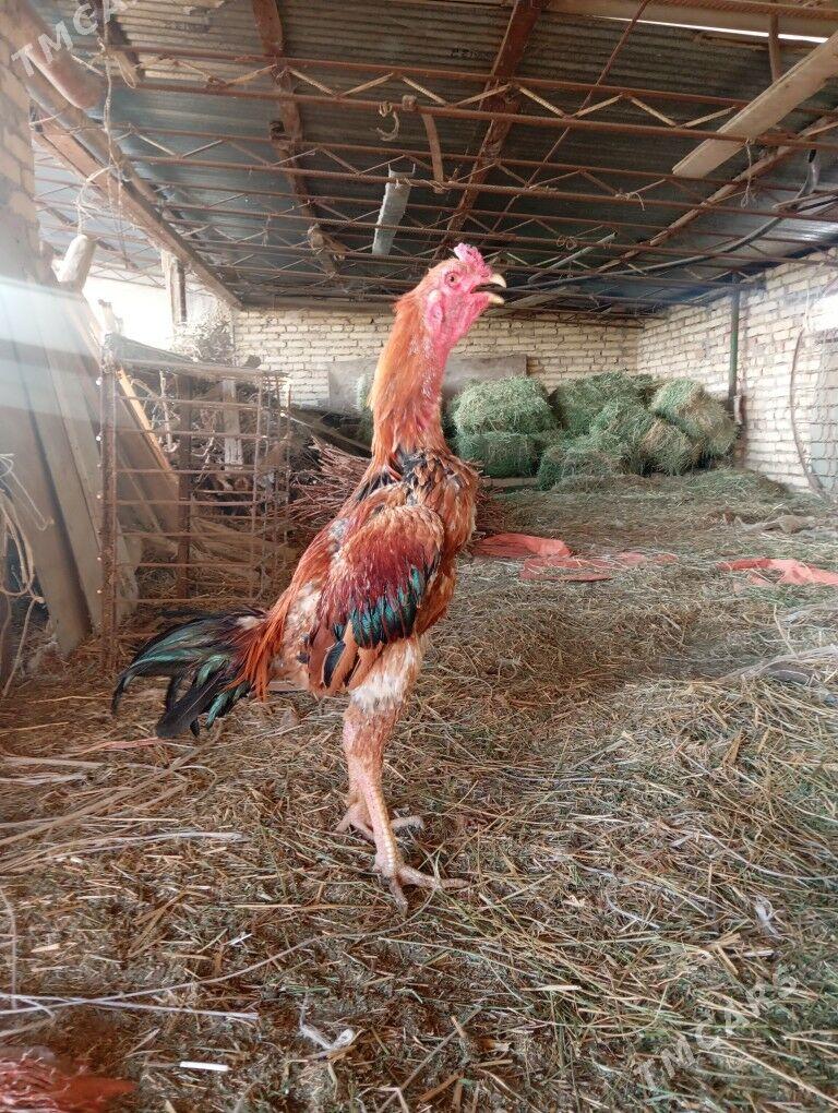 байцов хоразлар ата огул - Туркменабат - img 9