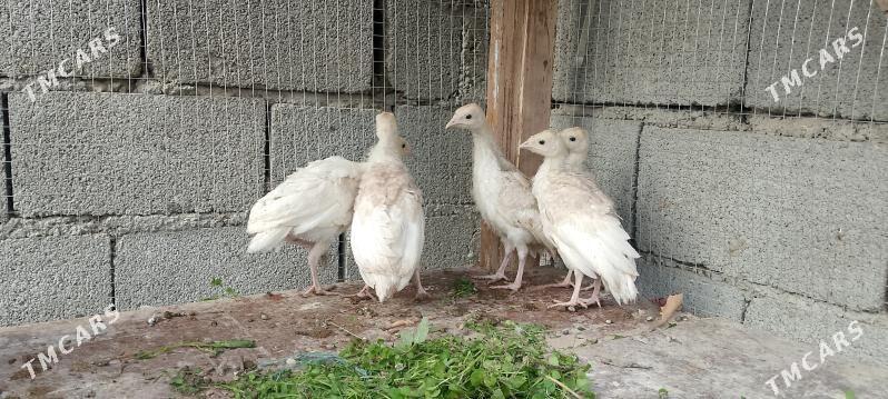 İnduk jüje - Бузмеин - img 2