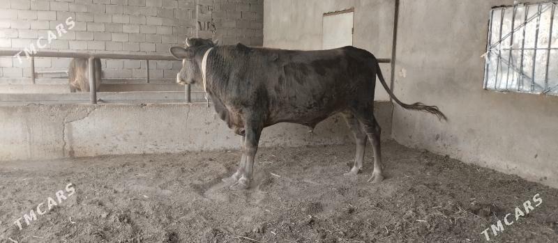 semiz sygyrlar - Бузмеин - img 3