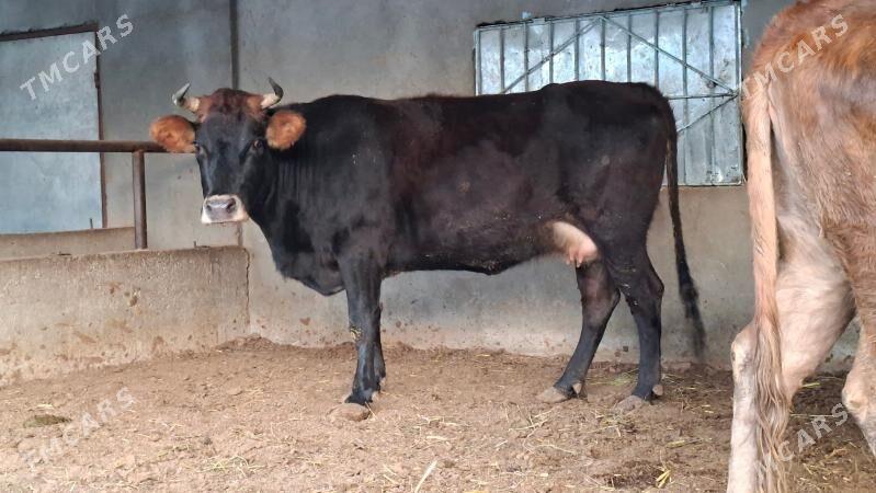 semiz sygyrlar - Бузмеин - img 2