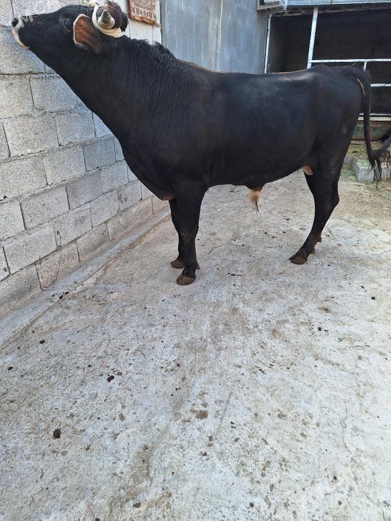 Okuz - Ашхабад - img 4