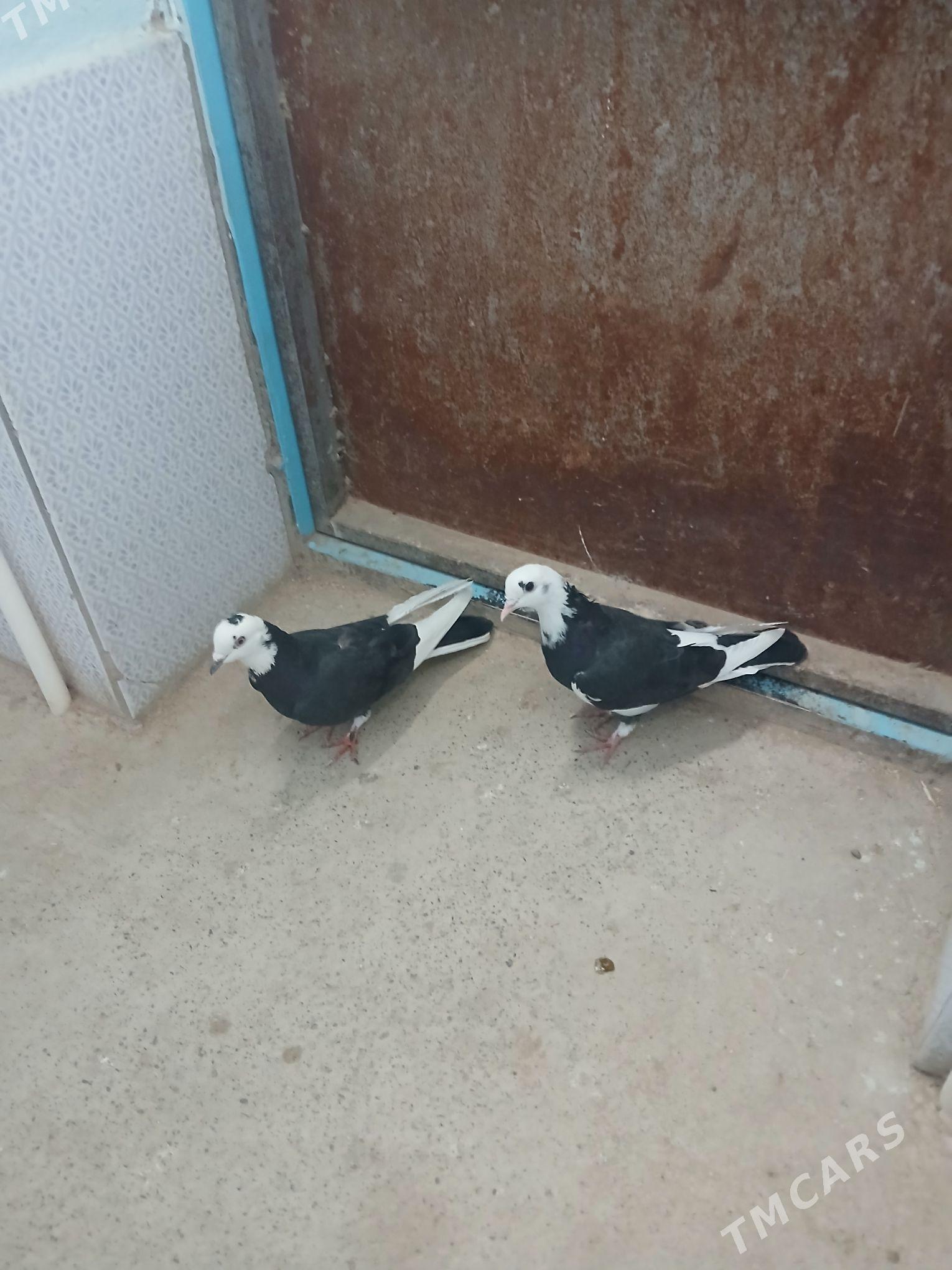 kepderi - Gyzylarbat - img 4