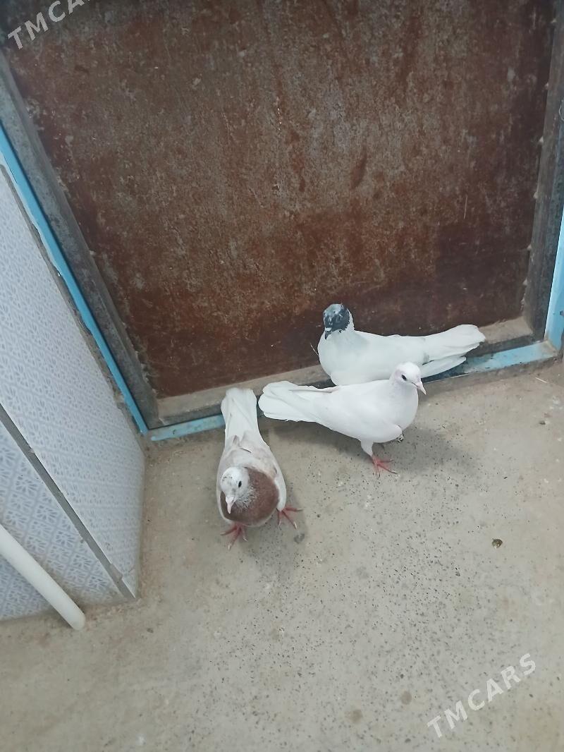 kepderi - Gyzylarbat - img 2