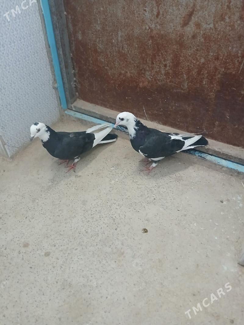 kepderi - Gyzylarbat - img 1