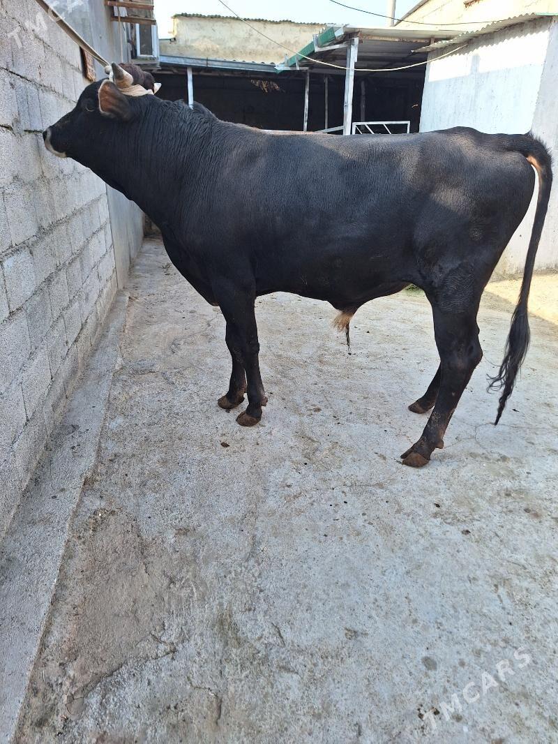 Okuz - Ашхабад - img 3