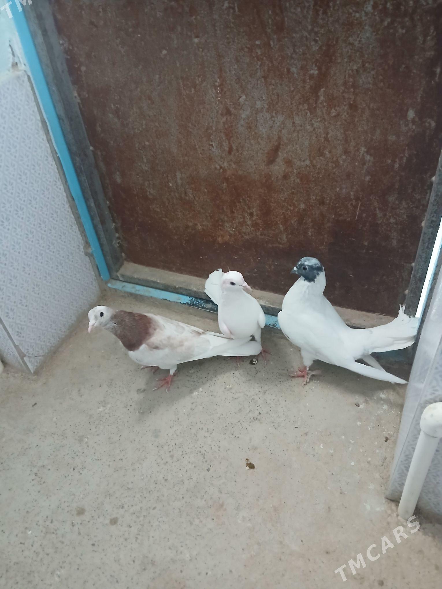 kepderi - Gyzylarbat - img 3