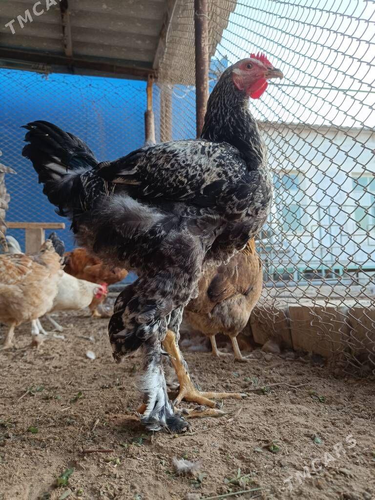 Brama silver horaz - Туркменбаши - img 2