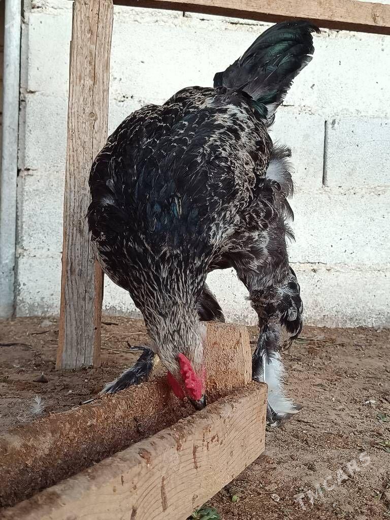 Brama silver horaz - Туркменбаши - img 3